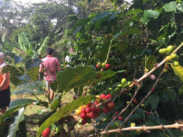 Show item 5 of 8. Coffee Plantation Tour at Hacienda Pomarrosa in Ponce