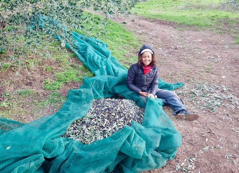 Picture 20 for Activity Montecatini Terme: Olive Grove Tour with Oil Tasting