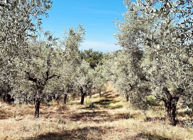 Picture 7 for Activity Montecatini Terme: Olive Grove Tour with Oil Tasting