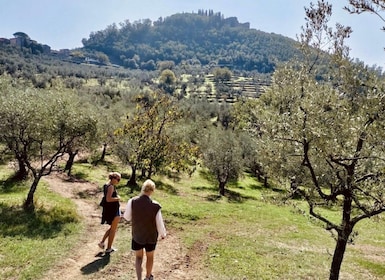 Montecatini Terme: Olive Grove Tour with Oil Tasting