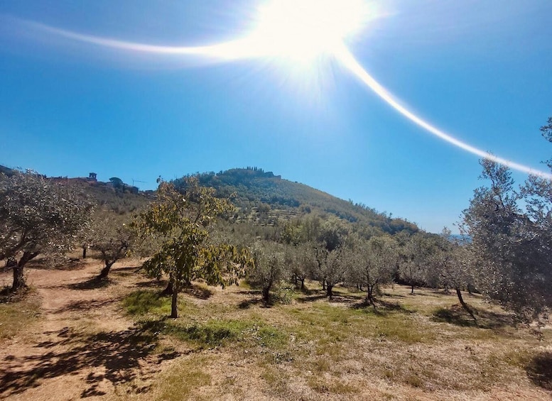 Picture 15 for Activity Montecatini Terme: Olive Grove Tour with Oil Tasting