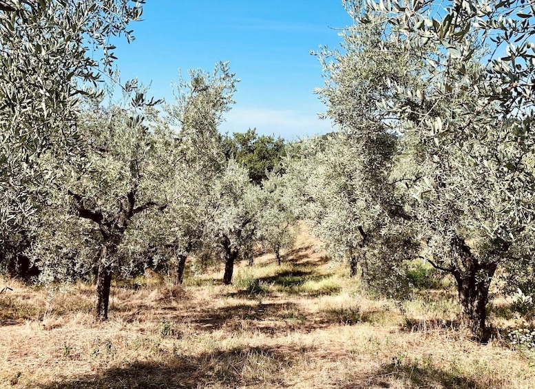 Picture 7 for Activity Montecatini Terme: Olive Grove Tour with Oil Tasting