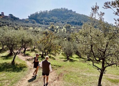 Montecatini Terme: Olive Grove Tour with Oil Tasting