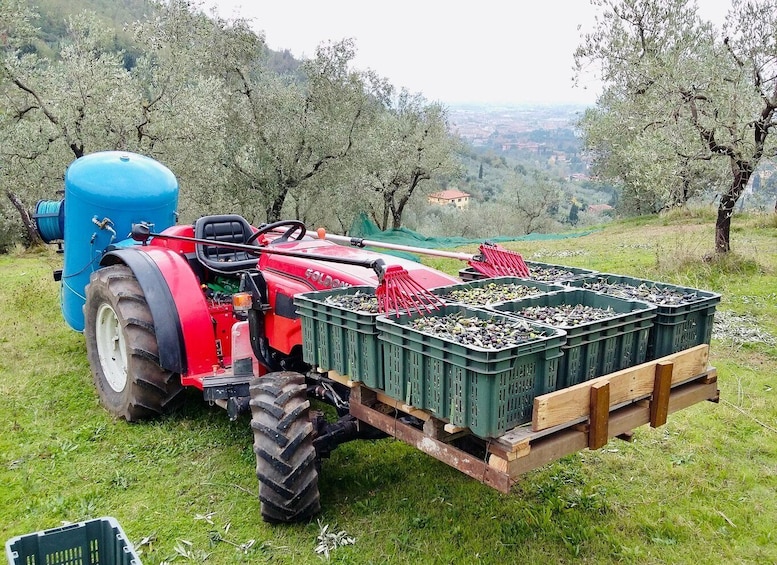 Picture 16 for Activity Montecatini Terme: Olive Grove Tour with Oil Tasting