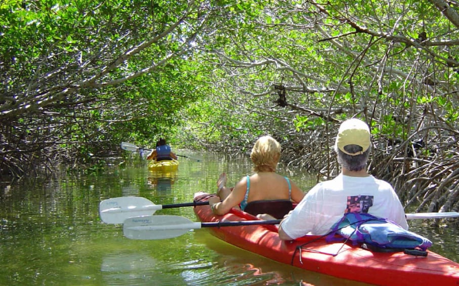 Kayaking group going through mangrove forest in Puerto Rico