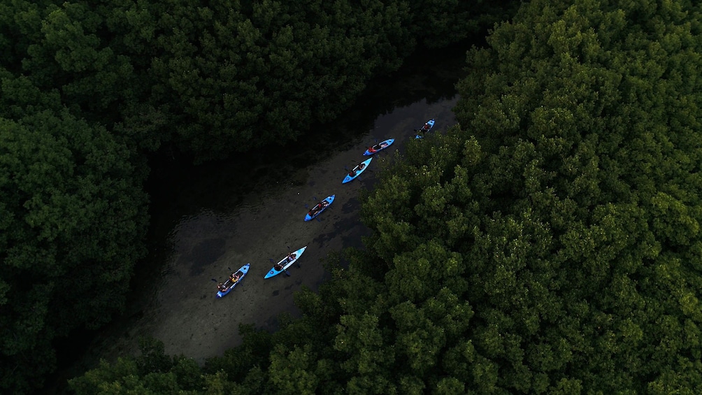 Kayakers traveling down river in forest in Puerto Rico