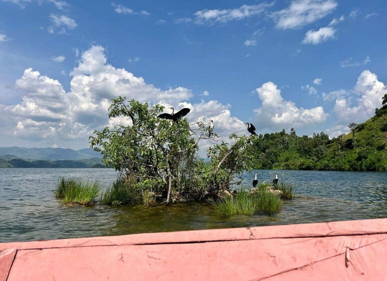 Picture 51 for Activity Lake Kivu Trip with a Hike and Coffee plantation experience