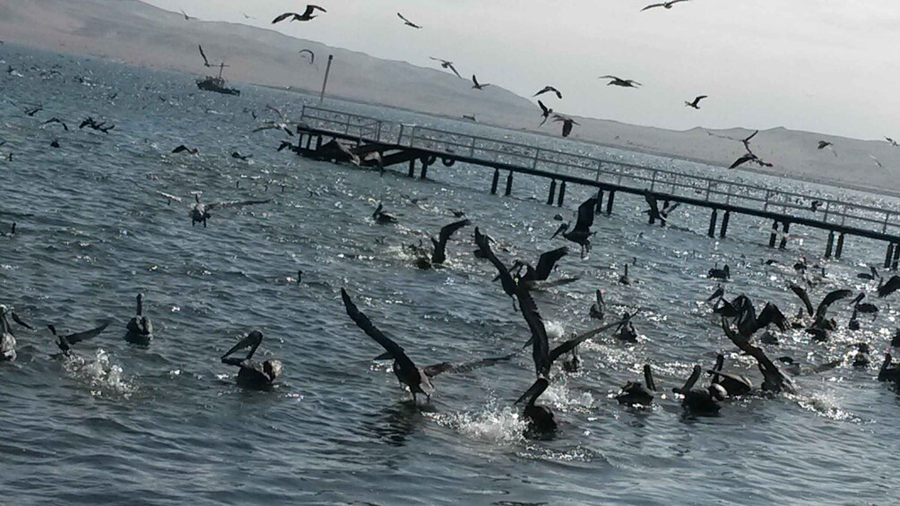 Picture 12 for Activity From TPP Paracas: Islands Tours & Paracas Natural Reserve