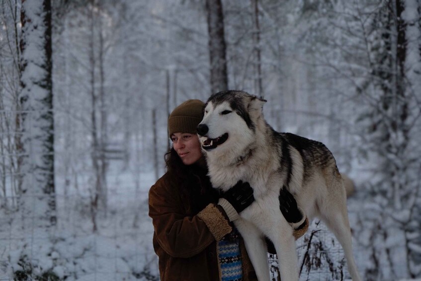 Picture 2 for Activity Meet Taivas & the Arctic Wolves - Private Tour