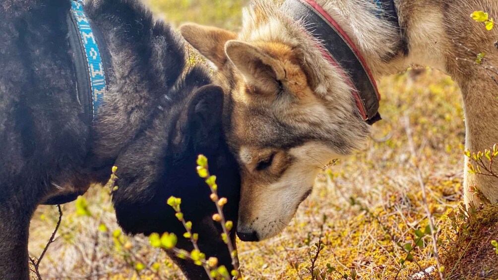 Picture 4 for Activity Meet Taivas & the Arctic Wolves - Private Tour