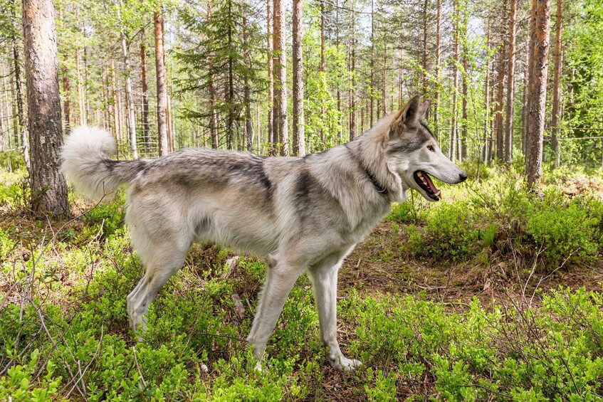 Picture 1 for Activity Meet Taivas & the Arctic Wolves - Private Tour