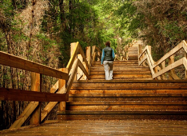 Picture 3 for Activity Crossing to Puerto Blest and Cascada de los Cántaros