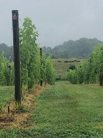 Washington DC: Winery Tour