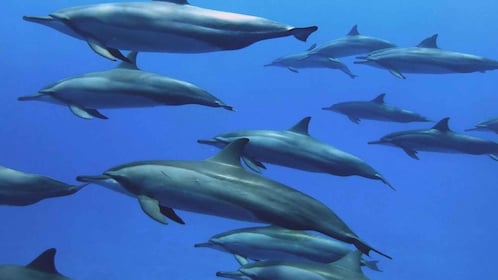 Zanzibar: Starfish Beach and Swimming with Dolphins Tour
