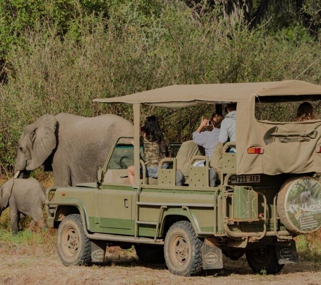 Picture 4 for Activity 3 Day Honeymoon Safari Zanzibar to Nyerere NP By Flight