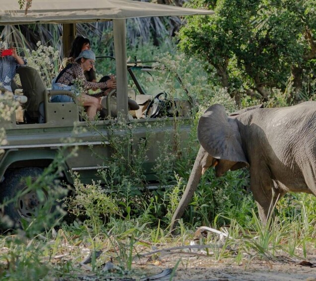 Picture 3 for Activity 3 Day Honeymoon Safari Zanzibar to Nyerere NP By Flight