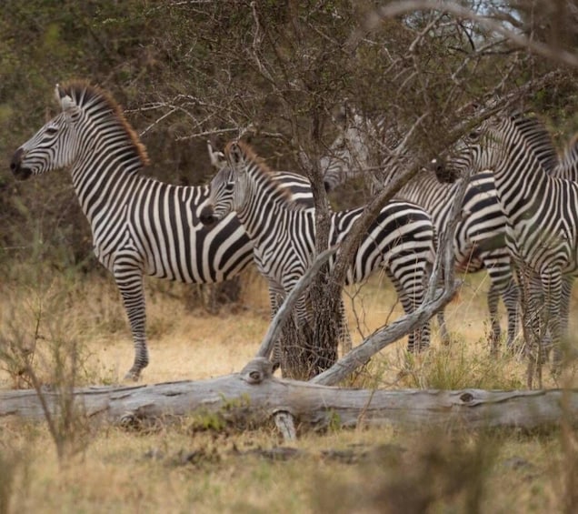Picture 8 for Activity 3 Day Honeymoon Safari Zanzibar to Nyerere NP By Flight