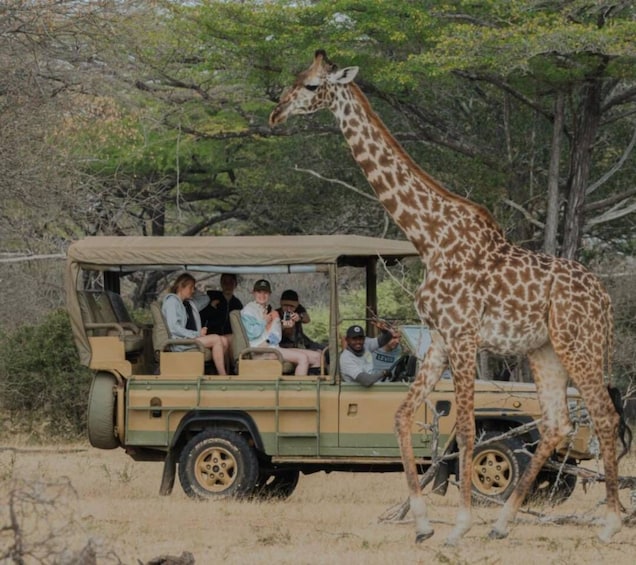 Picture 6 for Activity 3 Day Honeymoon Safari Zanzibar to Nyerere NP By Flight