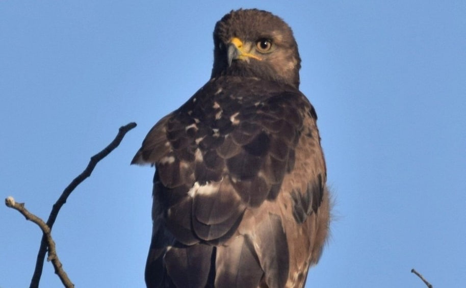 Picture 1 for Activity Klein Karoo Birding