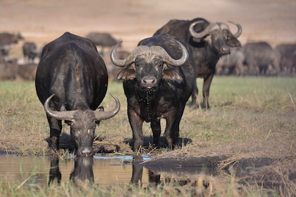 Safari de lujo de 6 días en Kenia