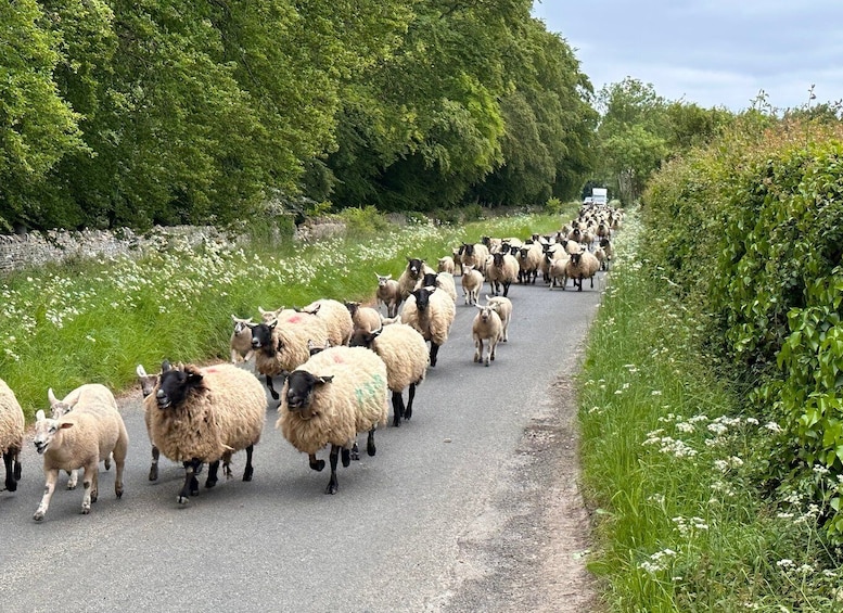 Picture 1 for Activity From Bath: Cotswolds Private Day Tour with Pickup