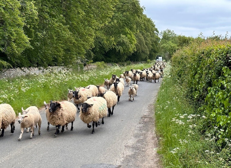 Picture 1 for Activity From Bath: Cotswolds Private Day Tour with Pickup