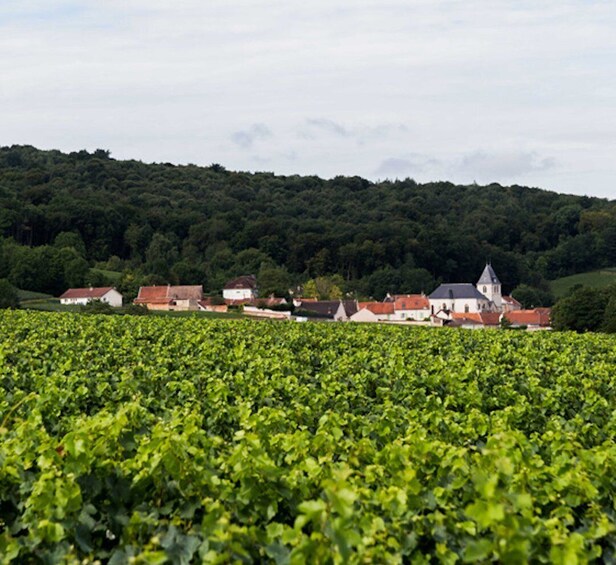 Picture 8 for Activity Champagne: Canard-Duchêne Champagne House Tour