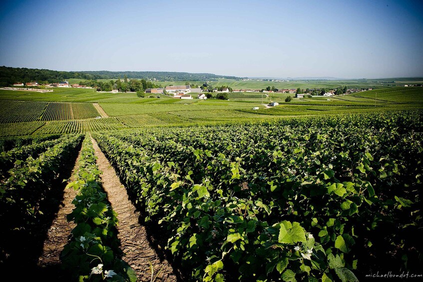 Picture 1 for Activity Champagne: Canard-Duchêne Champagne House Tour