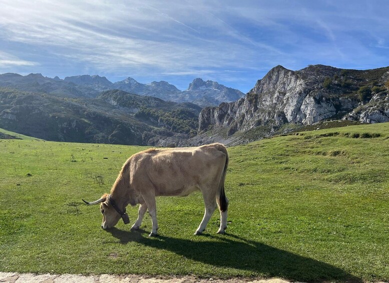 Picture 2 for Activity Covadonga and Lakes and Occidental coast Private Tour