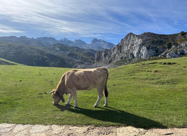 Picture 2 for Activity Private Tour from Oviedo to Covadonga and Europe Peaks lakes