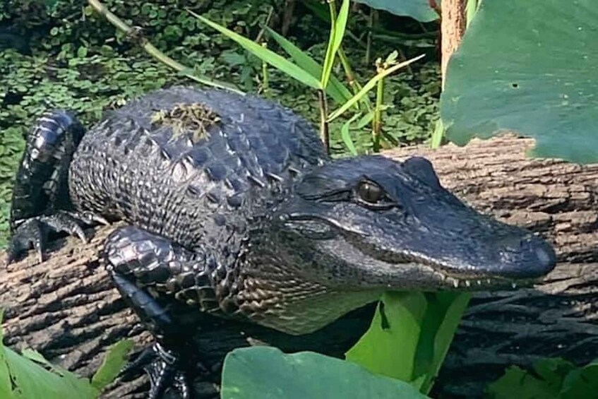 Picture 1 for Activity St. Augustine: St. Johns River Airboat Safari with a Guide