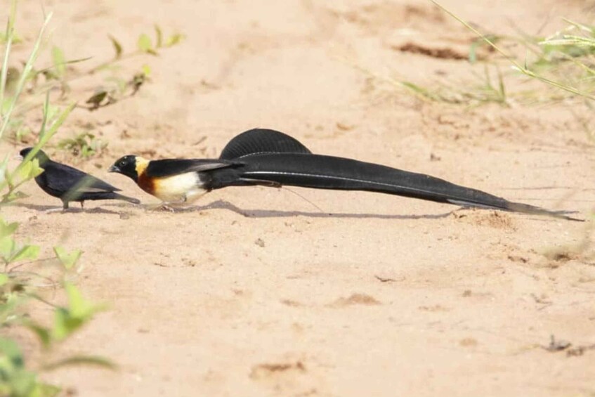 Picture 8 for Activity Victoria Falls: Birdwatching Safari in Zambezi National Park