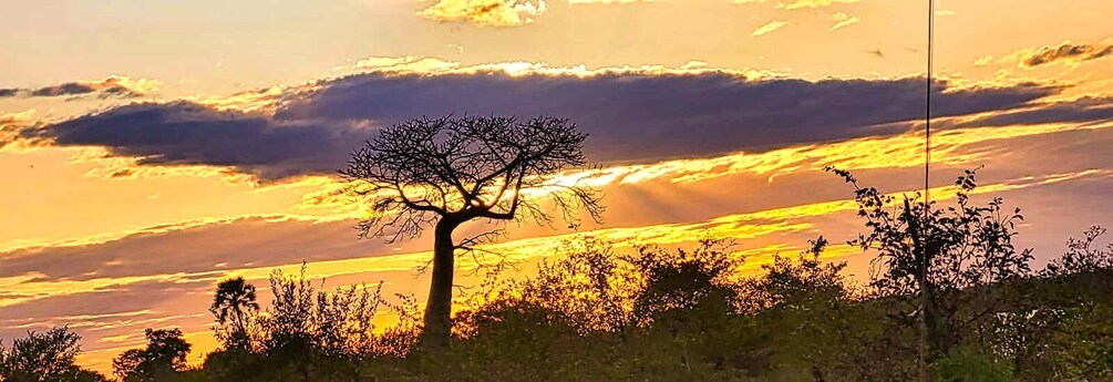 Picture 6 for Activity Victoria Falls: Birdwatching Safari in Zambezi National Park