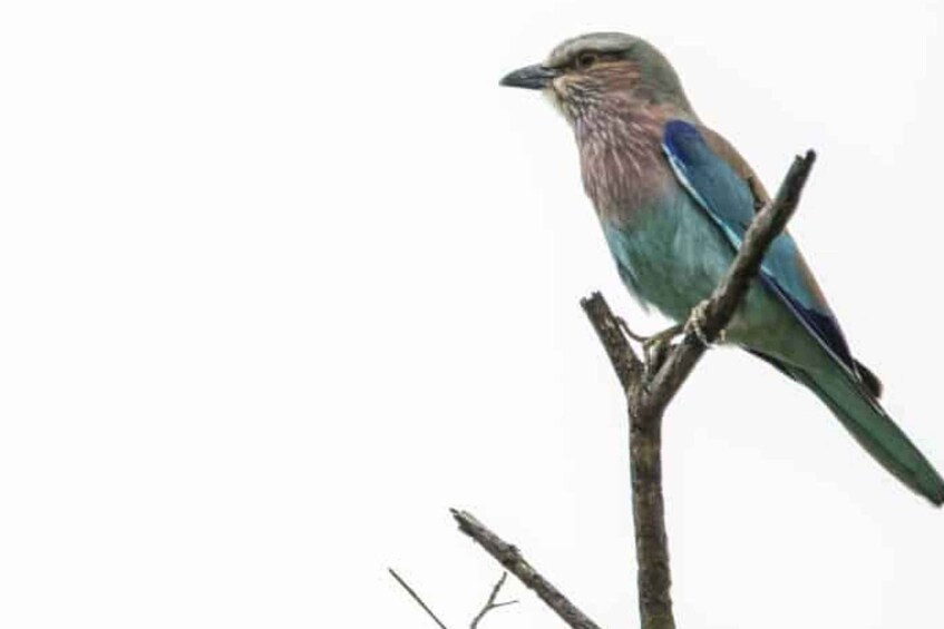 Picture 5 for Activity Victoria Falls: Birdwatching Safari in Zambezi National Park