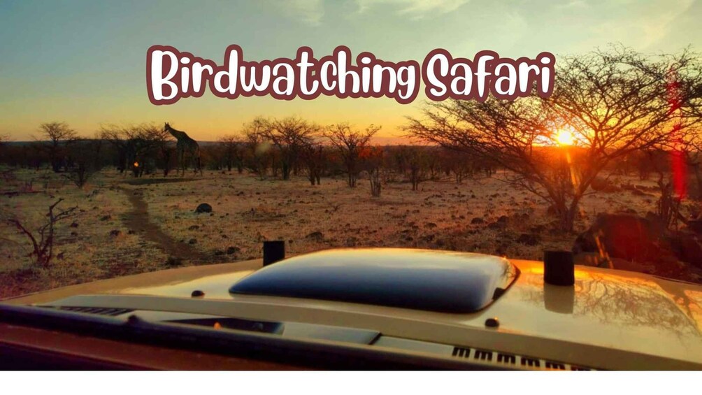 Victoria Falls: Birdwatching Safari in Zambezi National Park