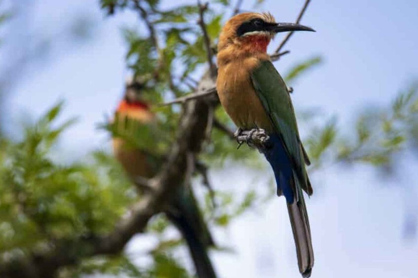 Picture 1 for Activity Victoria Falls: Birdwatching Safari in Zambezi National Park