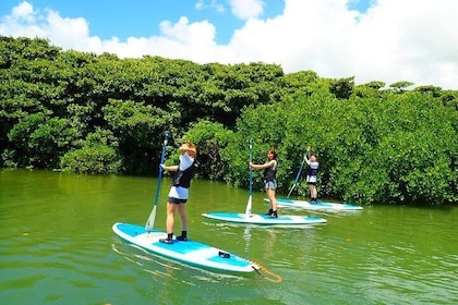 [Ishigaki] SUP/Canoe tour at Mangrove Forest + Snorkeling tour at Phantom I...