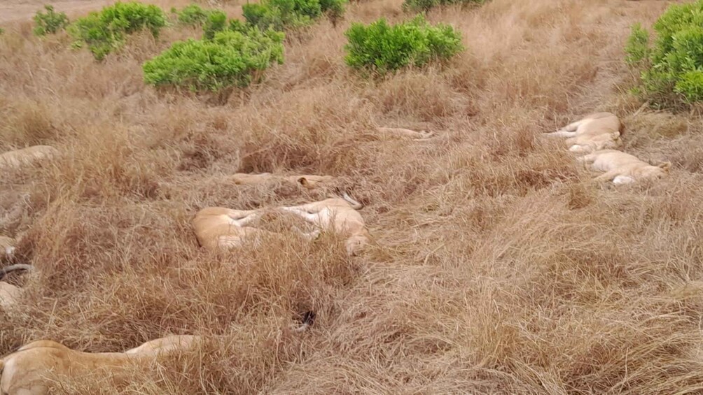 Picture 3 for Activity Maasai Mara Joining