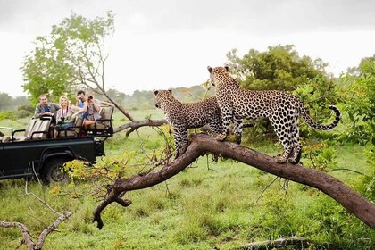 Desde Yala :- Parque Nacional de Yala Emocionante Safari de Día Completo