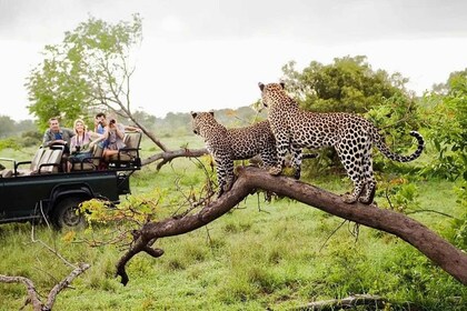 Von Yala :- Yala National Park Spannende Ganztagessafari