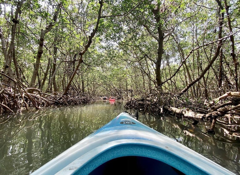 Picture 3 for Activity St. Petersburg, FL: Weedon Island Kayak Tour