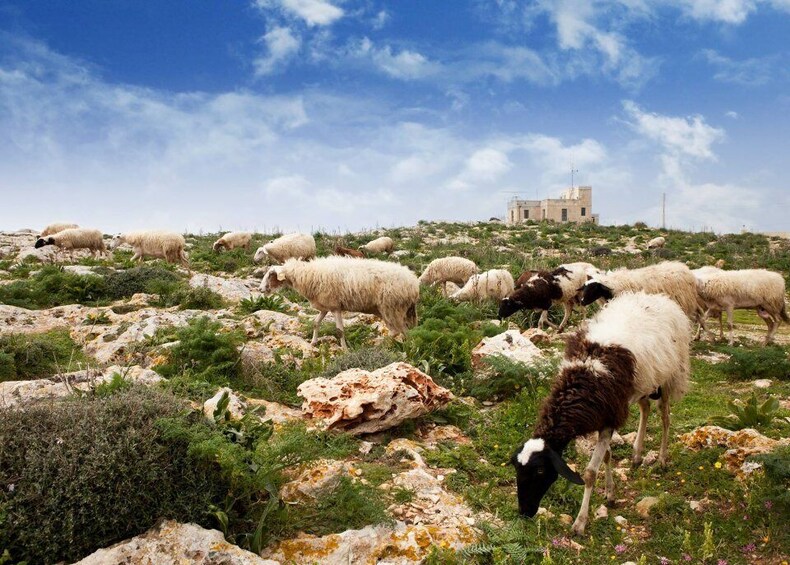 Picture 26 for Activity Buskett Woodlands and Dingli Cliffs Private Nature Tour