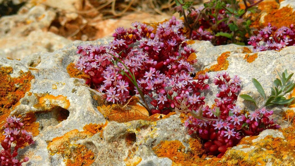 Picture 29 for Activity Buskett Woodlands and Dingli Cliffs Private Nature Tour