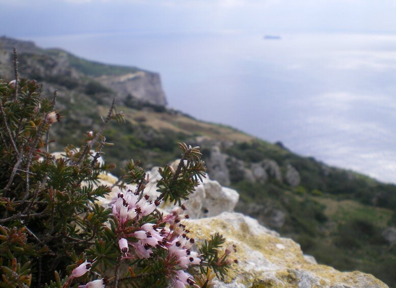 Picture 19 for Activity Buskett Woodlands and Dingli Cliffs Private Nature Tour