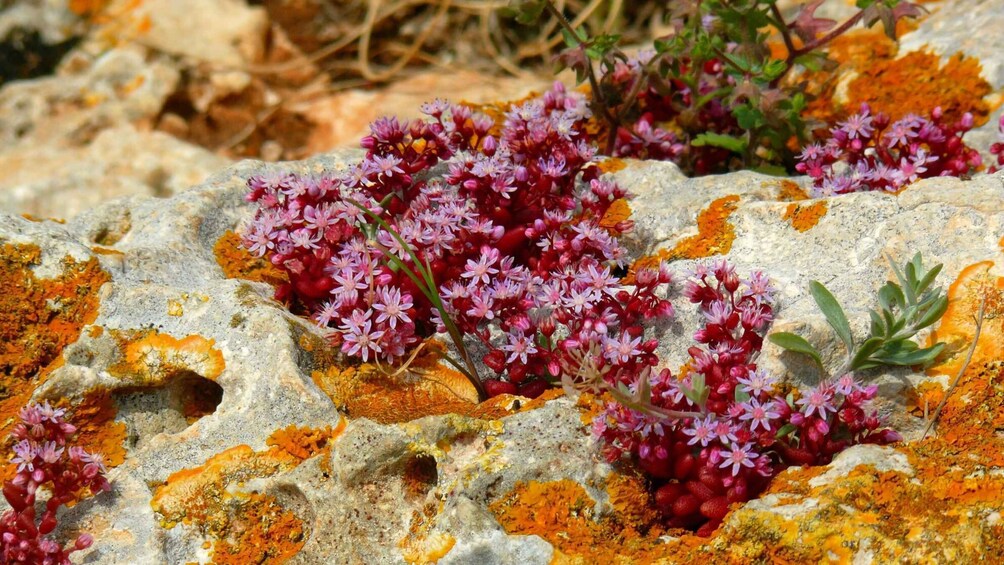 Picture 29 for Activity Buskett Woodlands and Dingli Cliffs Private Nature Tour