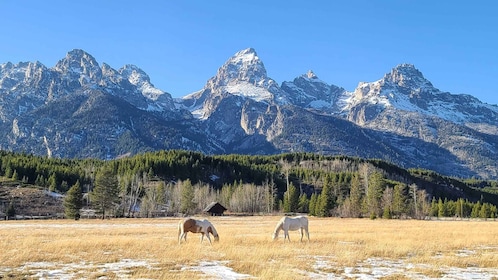 Bozeman: Parque Nacional de Yellowstone y Grand Teton con hotel