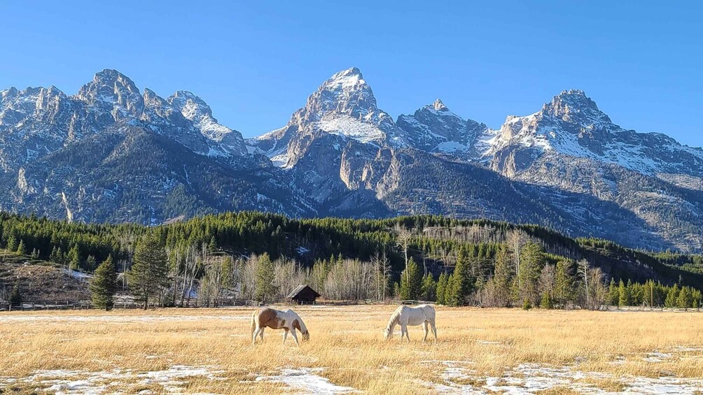 Bozeman: Yellowstone & Grand Teton National Park with Hotel