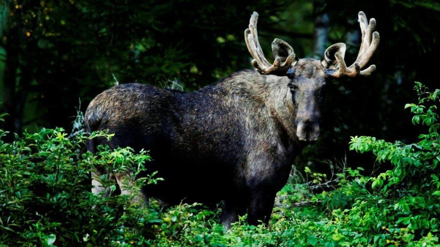 Oslo: Skjennungstoppen Wildlife Forest Hiking Tour