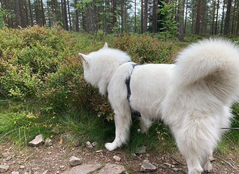 Picture 6 for Activity Oslo: Skjennungstoppen Wildlife Forest Hiking Tour