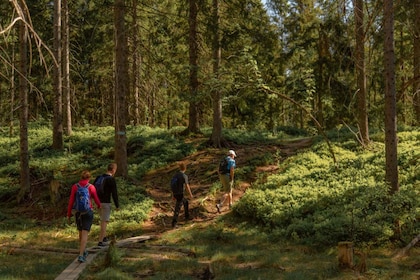 Oslo: Skjennungstoppen Wildlife Forest Hiking Tour